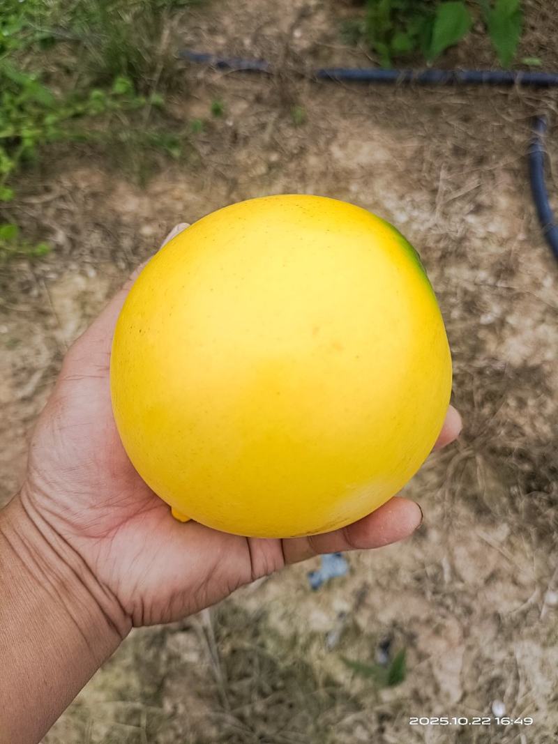 西双版纳黄晶果