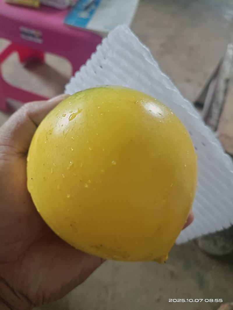 西双版纳黄晶果