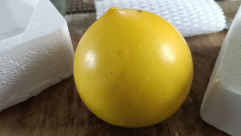 西双版纳黄晶果