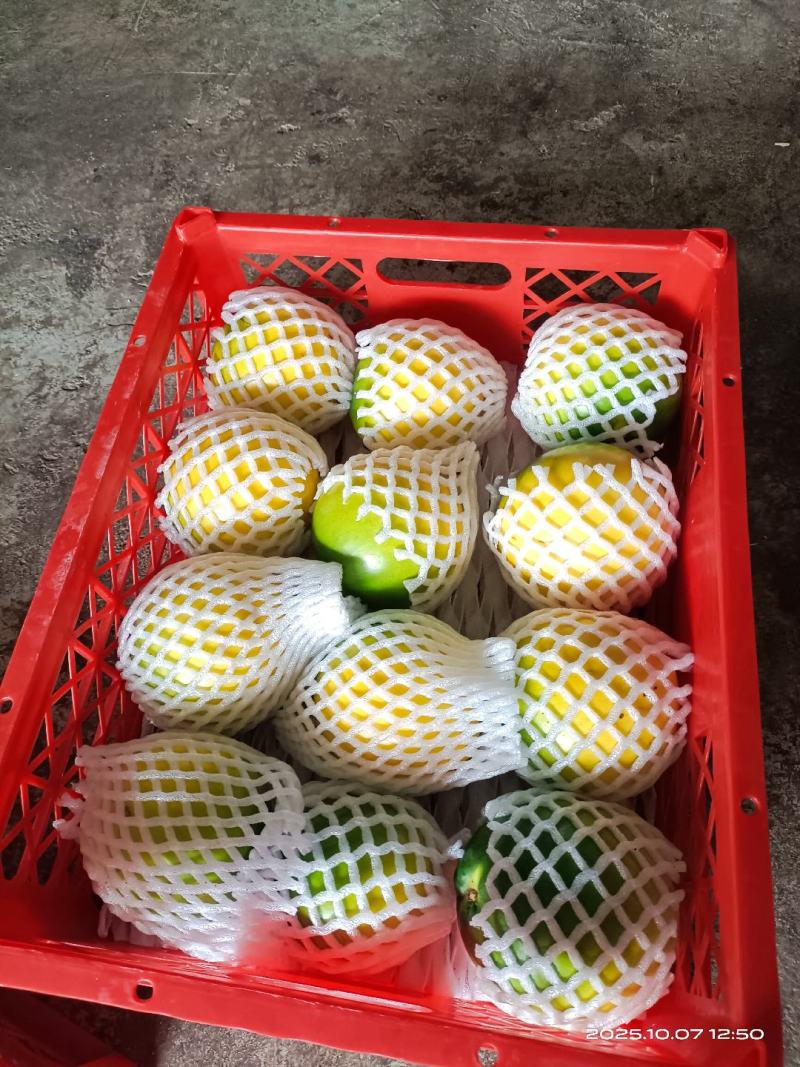 西双版纳黄晶果