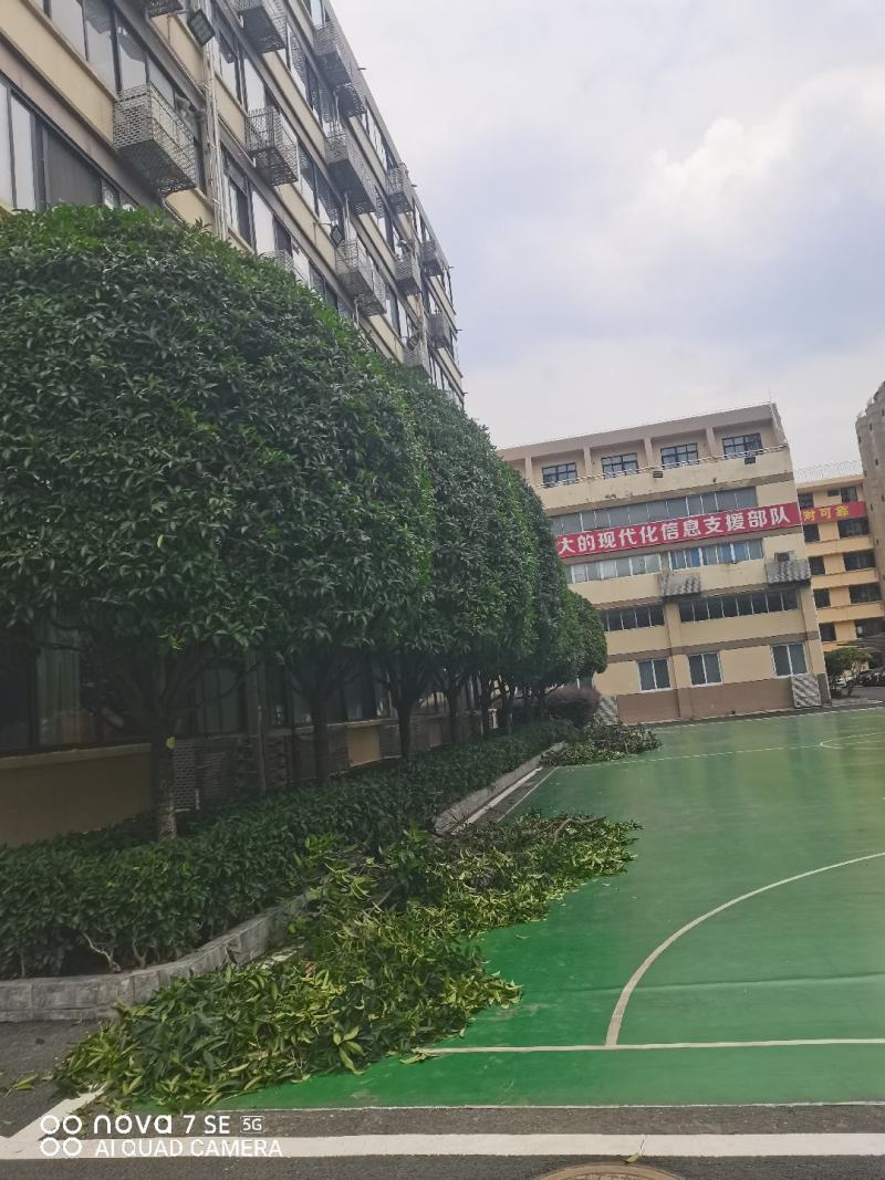 绿化种植修枝