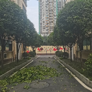 绿化种植修枝