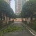 绿化种植修枝