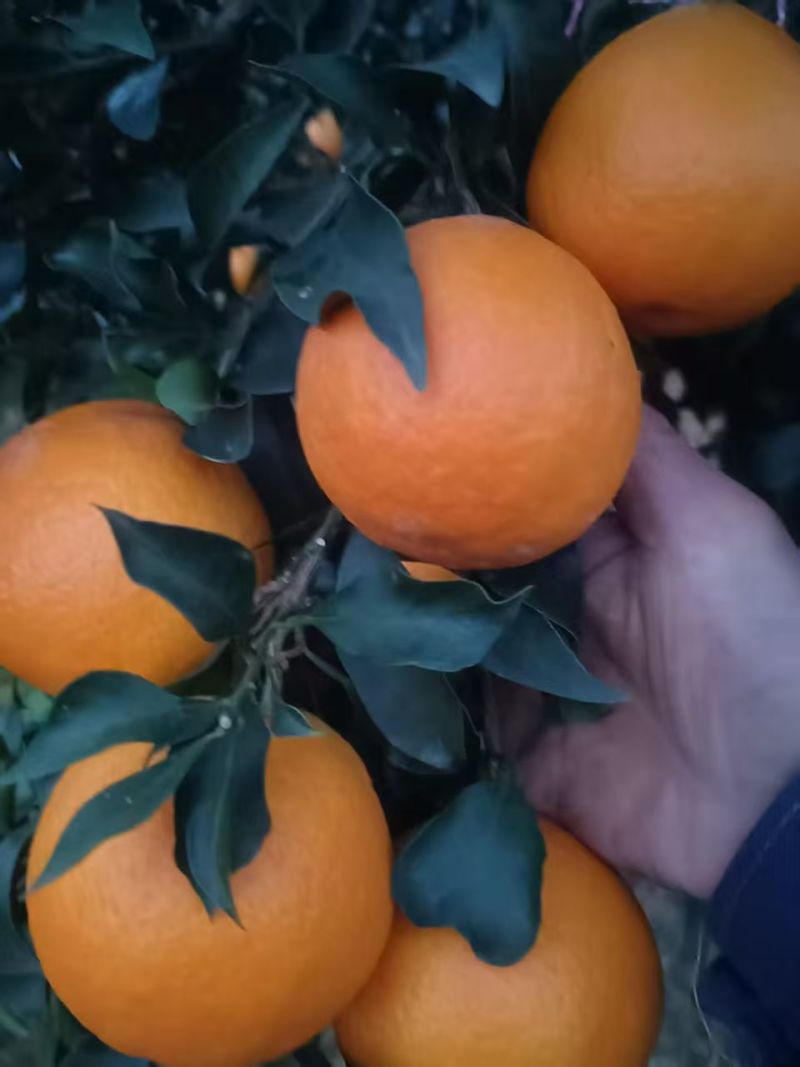 爱媛果冻橙，大量上市