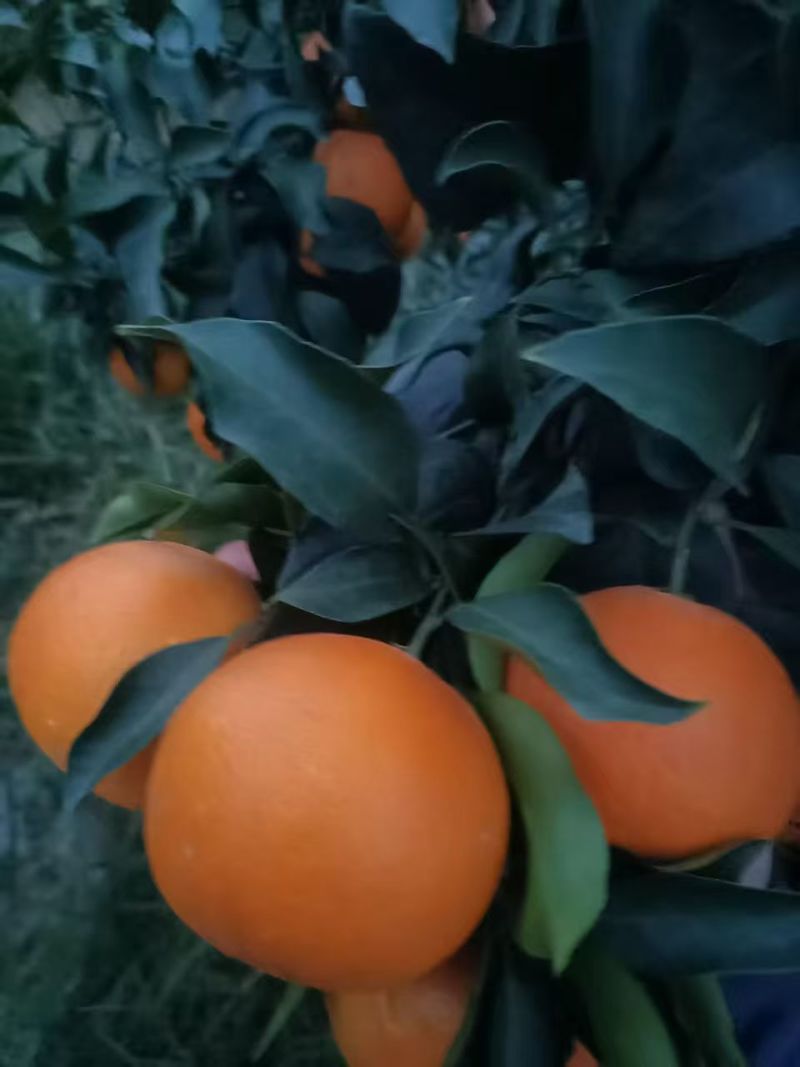爱媛果冻橙，大量上市