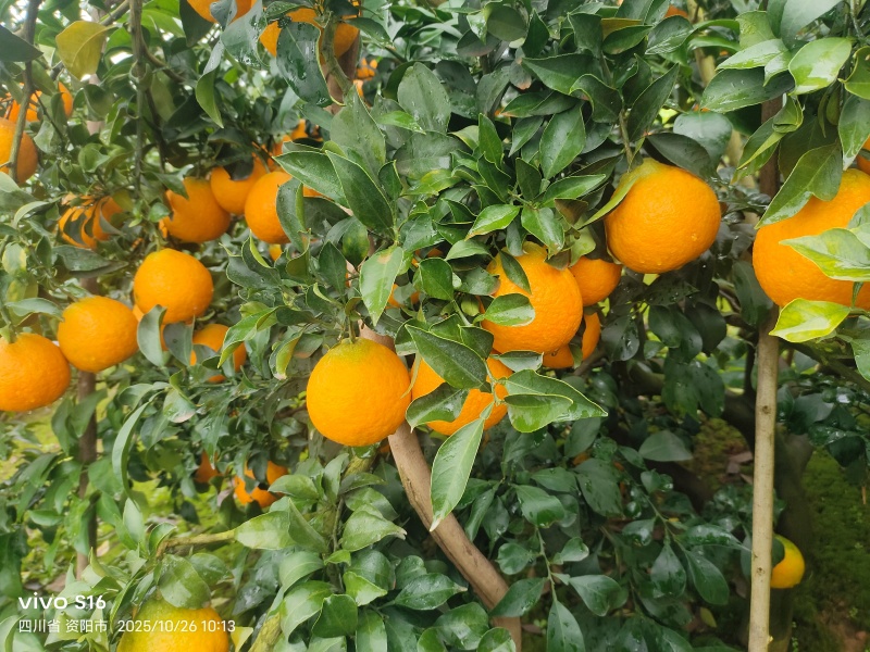 爱媛果冻橙，大量上市