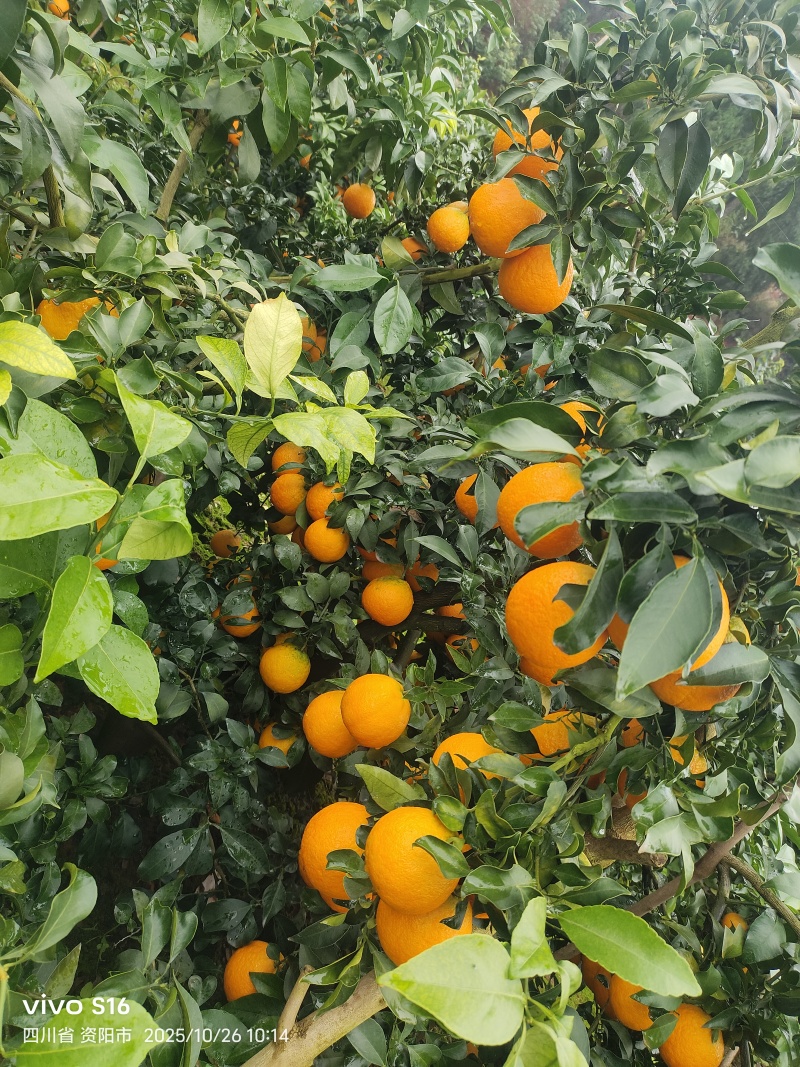 爱媛果冻橙，大量上市