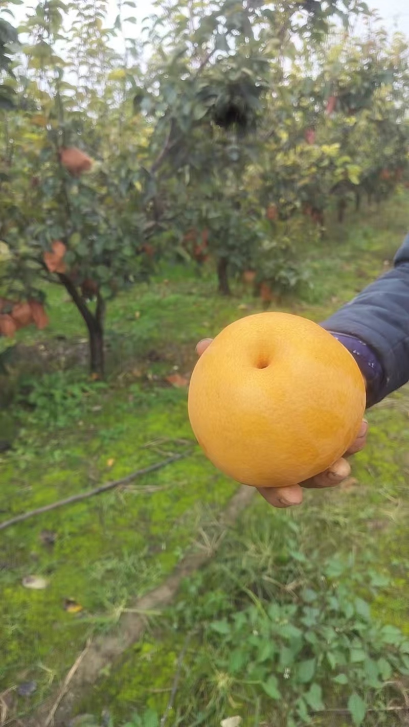 晚秋黄梨