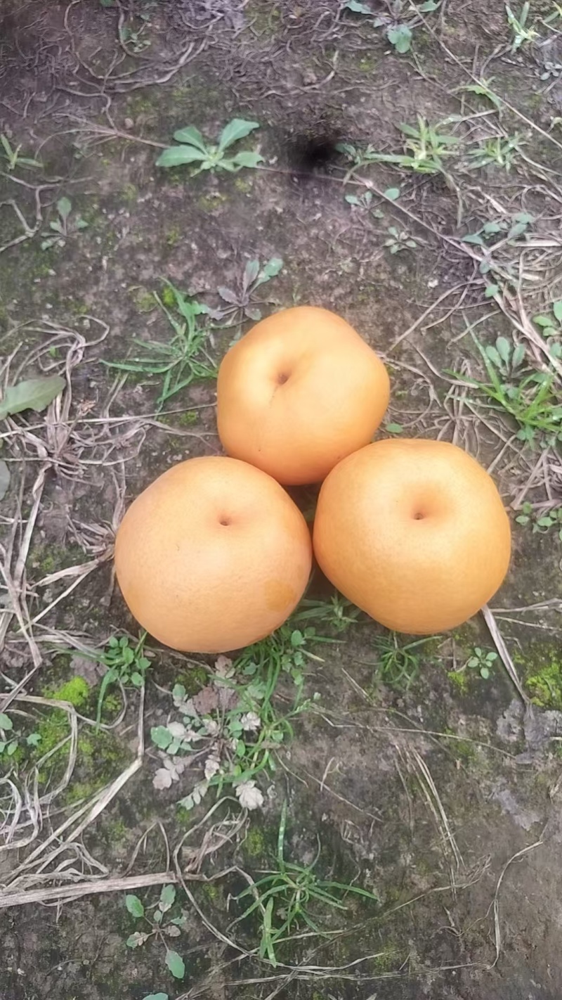 晚秋黄梨
