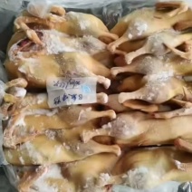 二级黄皮鸭厂家直销质量保证价格便宜