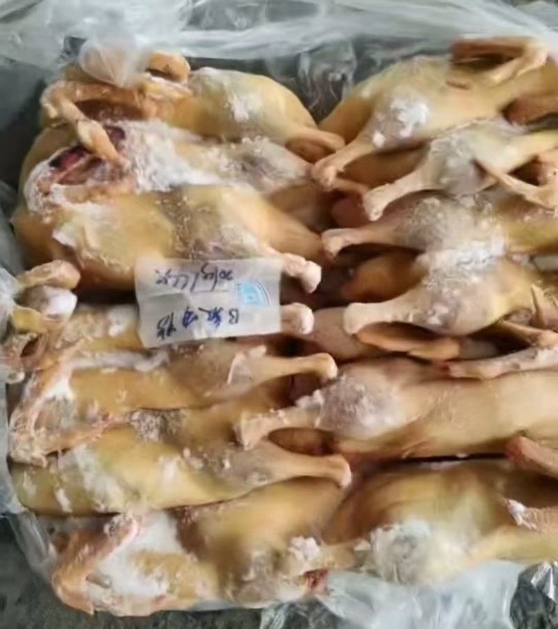 二级黄皮鸭厂家直销质量保证价格便宜