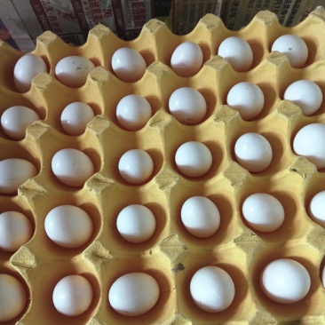 鸽子蛋