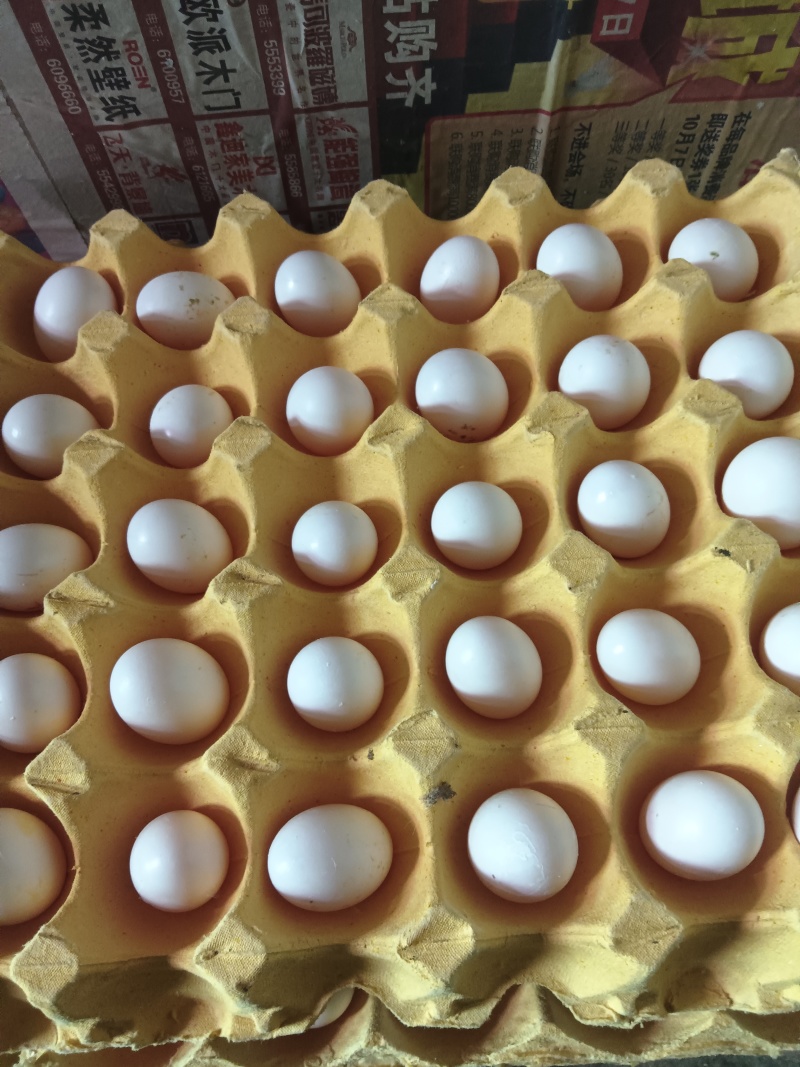 鸽子蛋