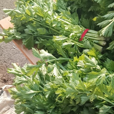 芹菜