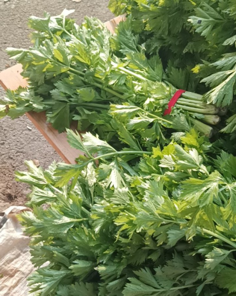芹菜