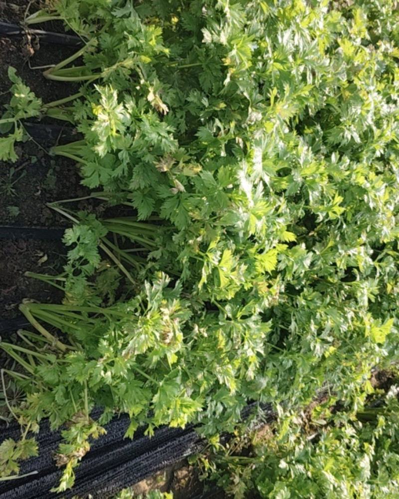 芹菜