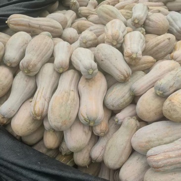 贵州精品老南瓜，现货直供