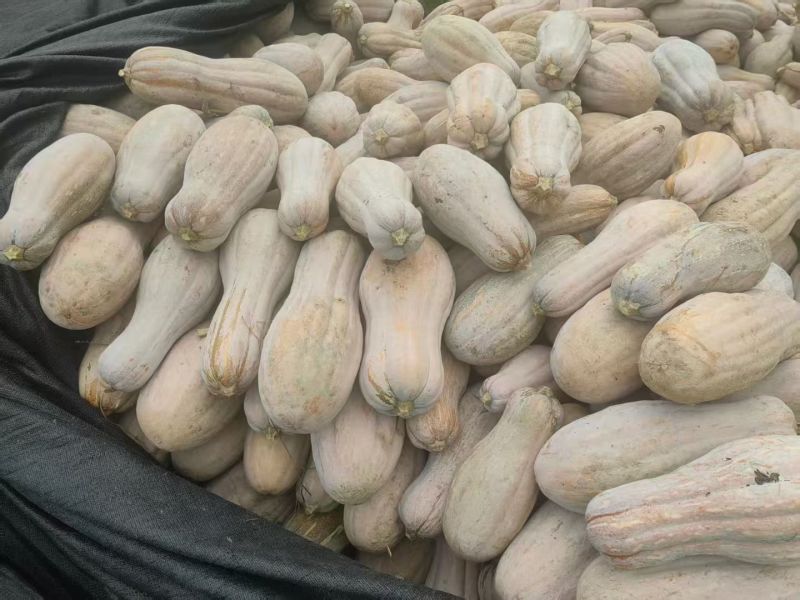 贵州精品老南瓜，现货直供
