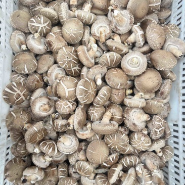 鲜香菇