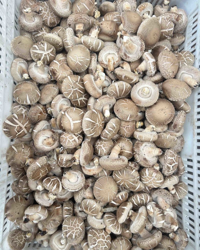 鲜香菇