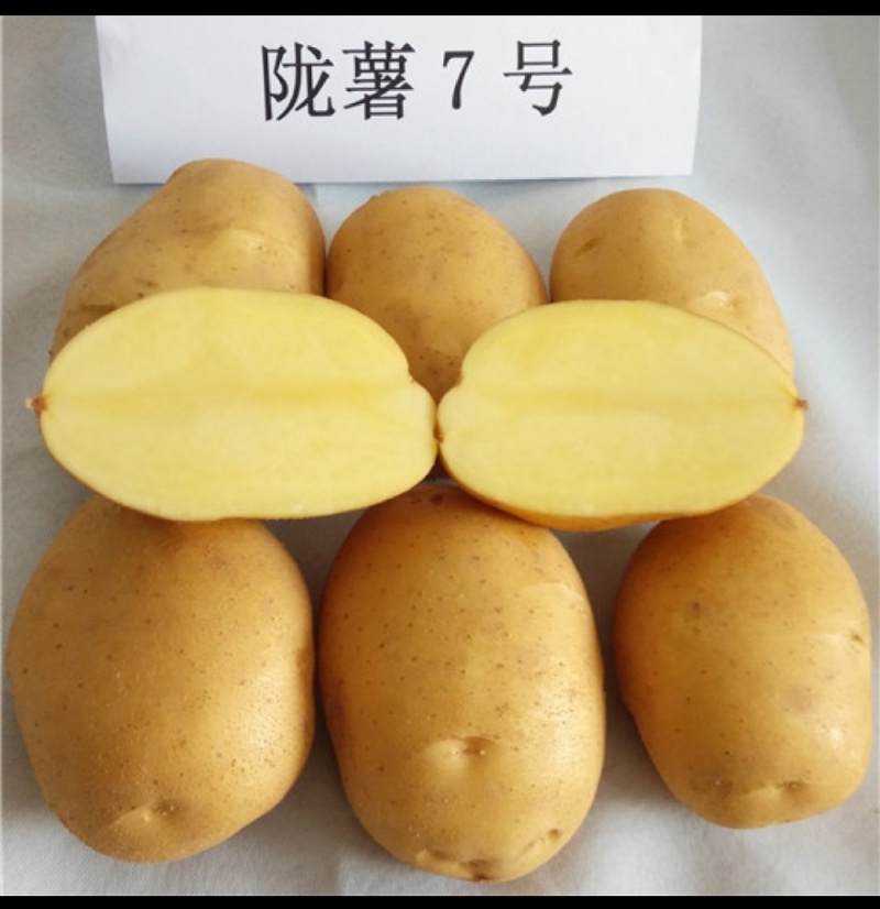 精品陇7陇薯7号土豆大量上市品质优良个头大味道好