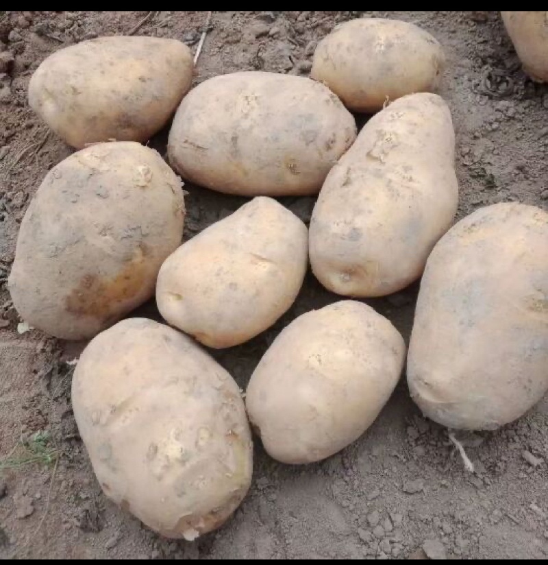 精品陇7陇薯7号土豆大量上市品质优良个头大味道好