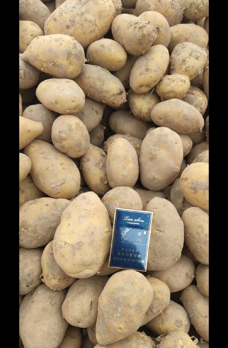 精品陇7陇薯7号土豆大量上市品质优良个头大味道好