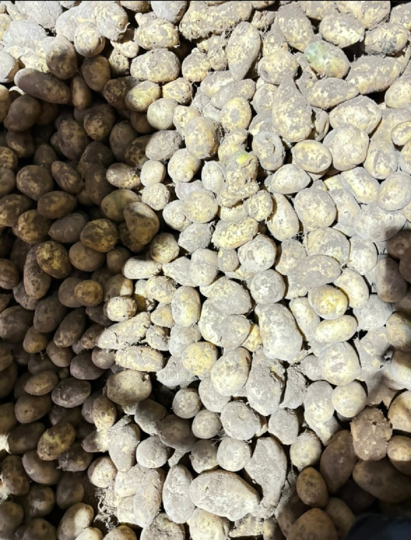 精品陇7陇薯7号土豆大量上市品质优良个头大味道好