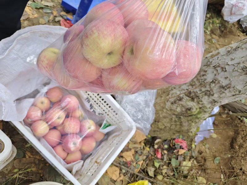 山东淄博沂源县红富士苹果