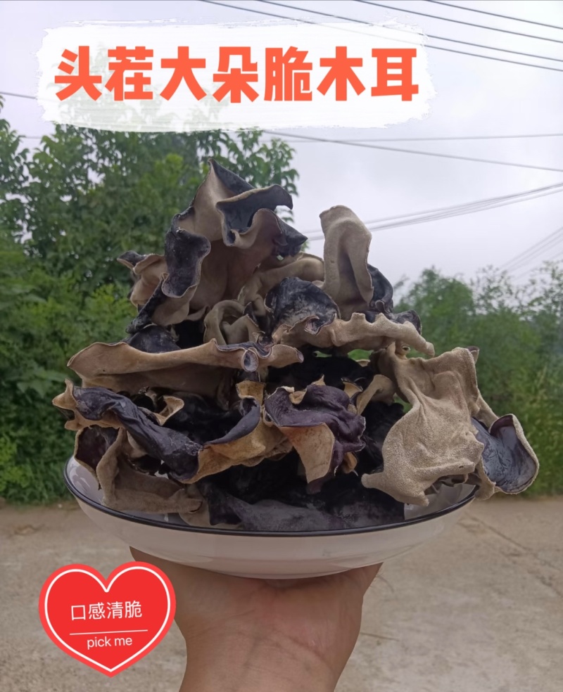 精品头茬毛木耳
