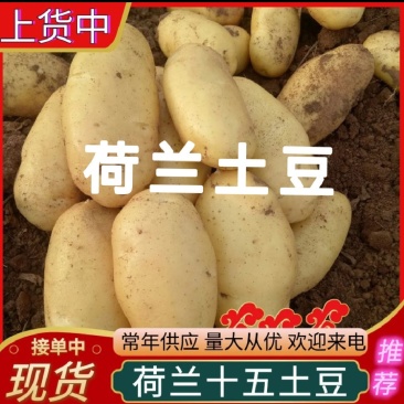 荷兰十五土豆新土豆/产地现挖批发/规格齐全/全国发货
