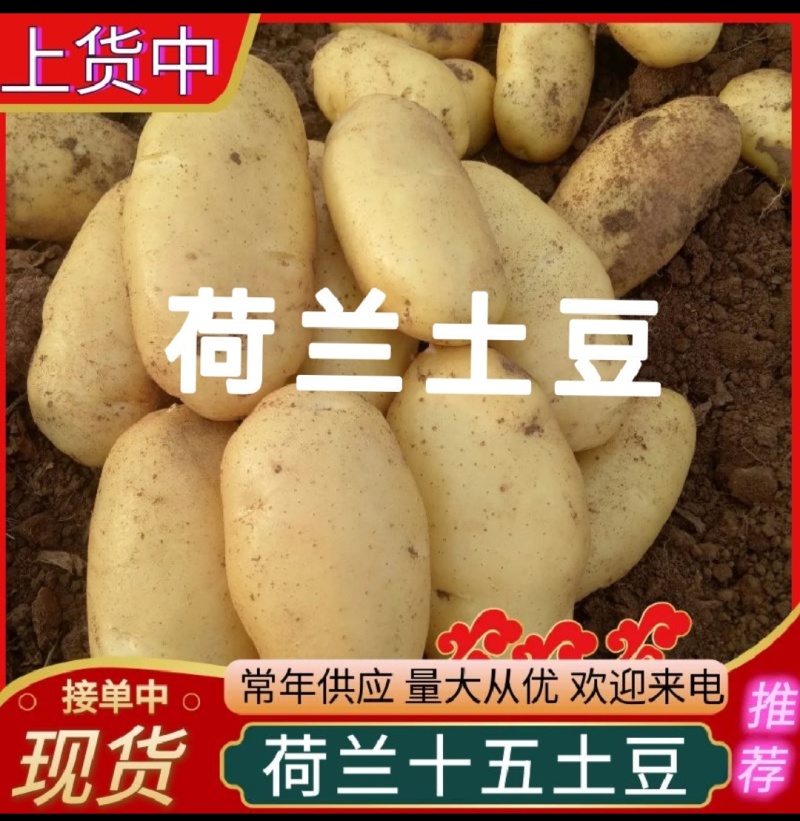 荷兰十五土豆新土豆/产地现挖批发/规格齐全/全国发货