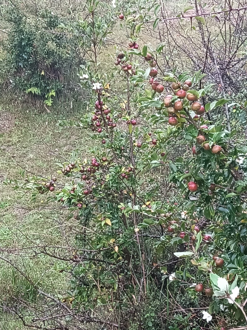 油荼果