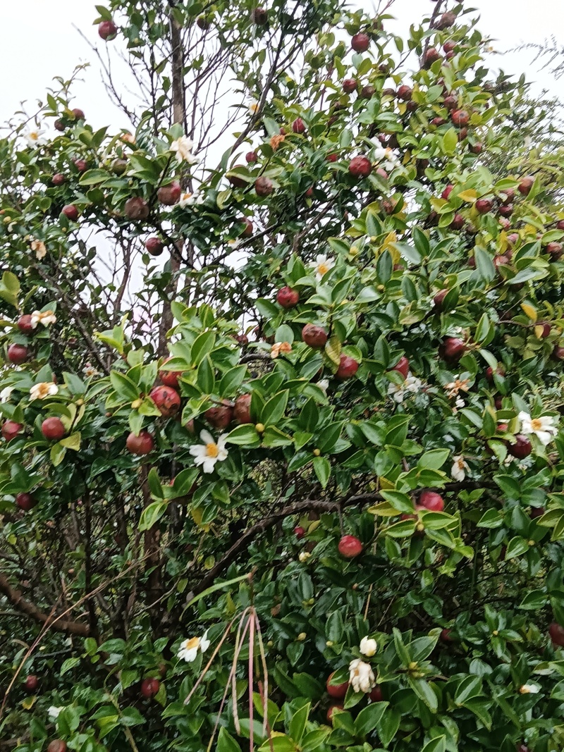 油荼果
