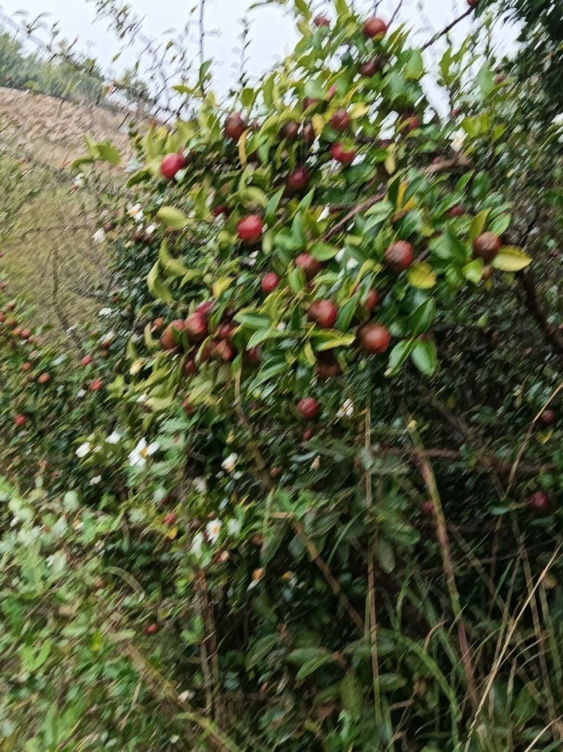 油荼果
