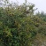 油荼果