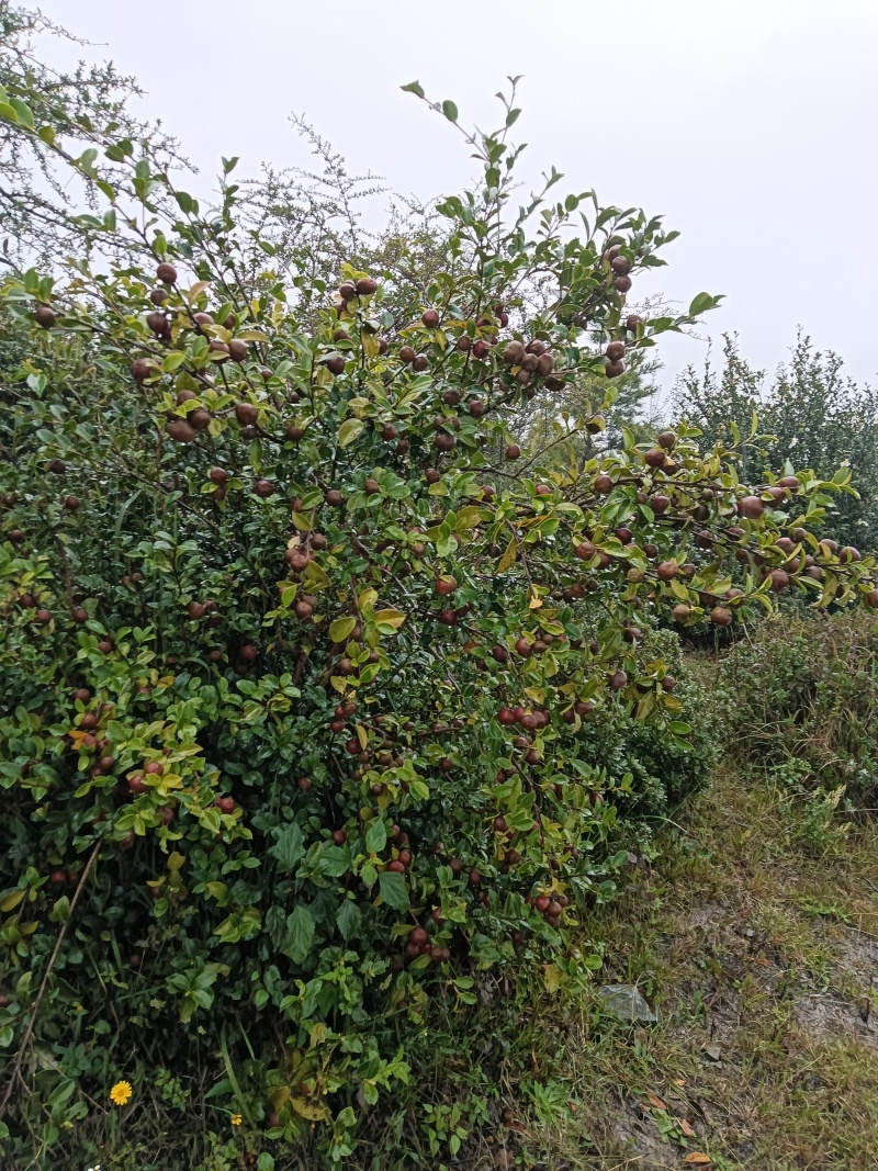 油荼果