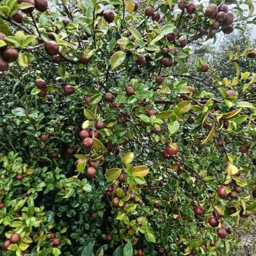 油荼果