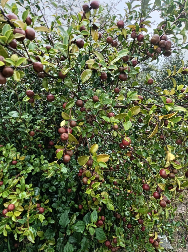 油荼果