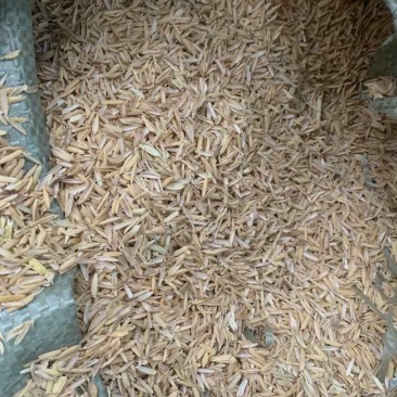 可发河南河北浙江苏福建江西现货压缩稻壳圆壳长壳打包稻壳统糠