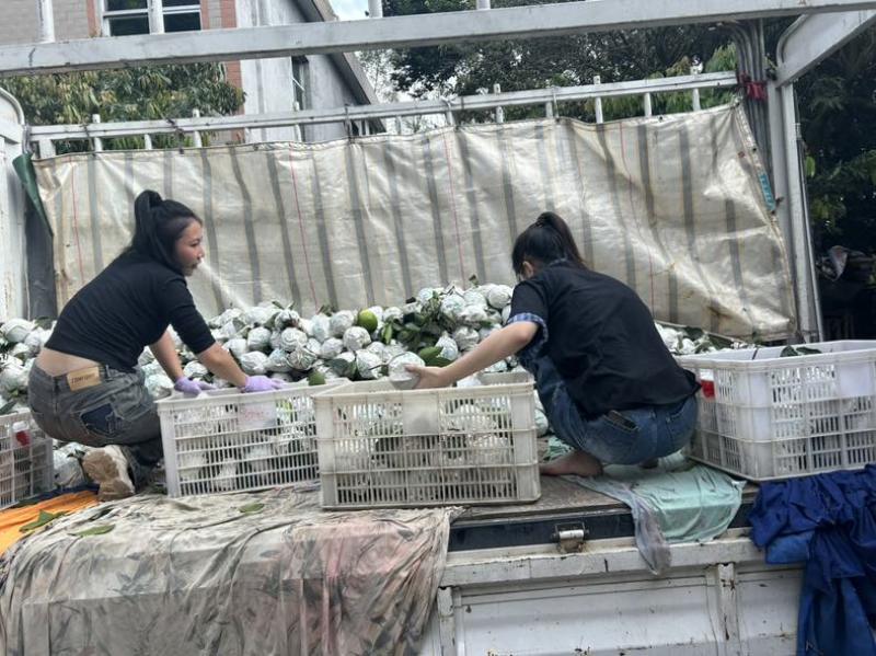平和翡翠葡萄柚