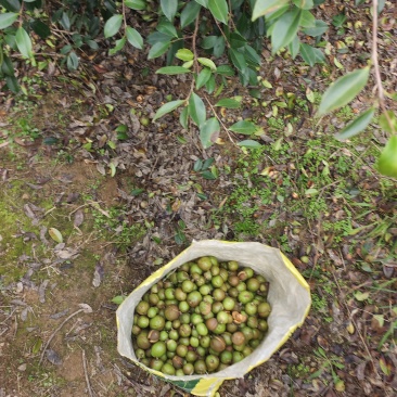山茶籽六十吨
