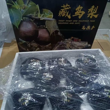 藏乌梨，