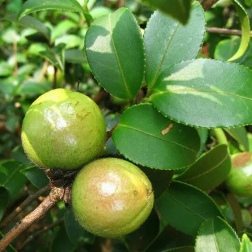 江西高山无污染山茶果，鲜果准备采摘