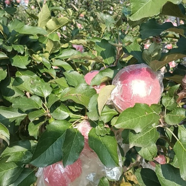 乾县梁山红富士
