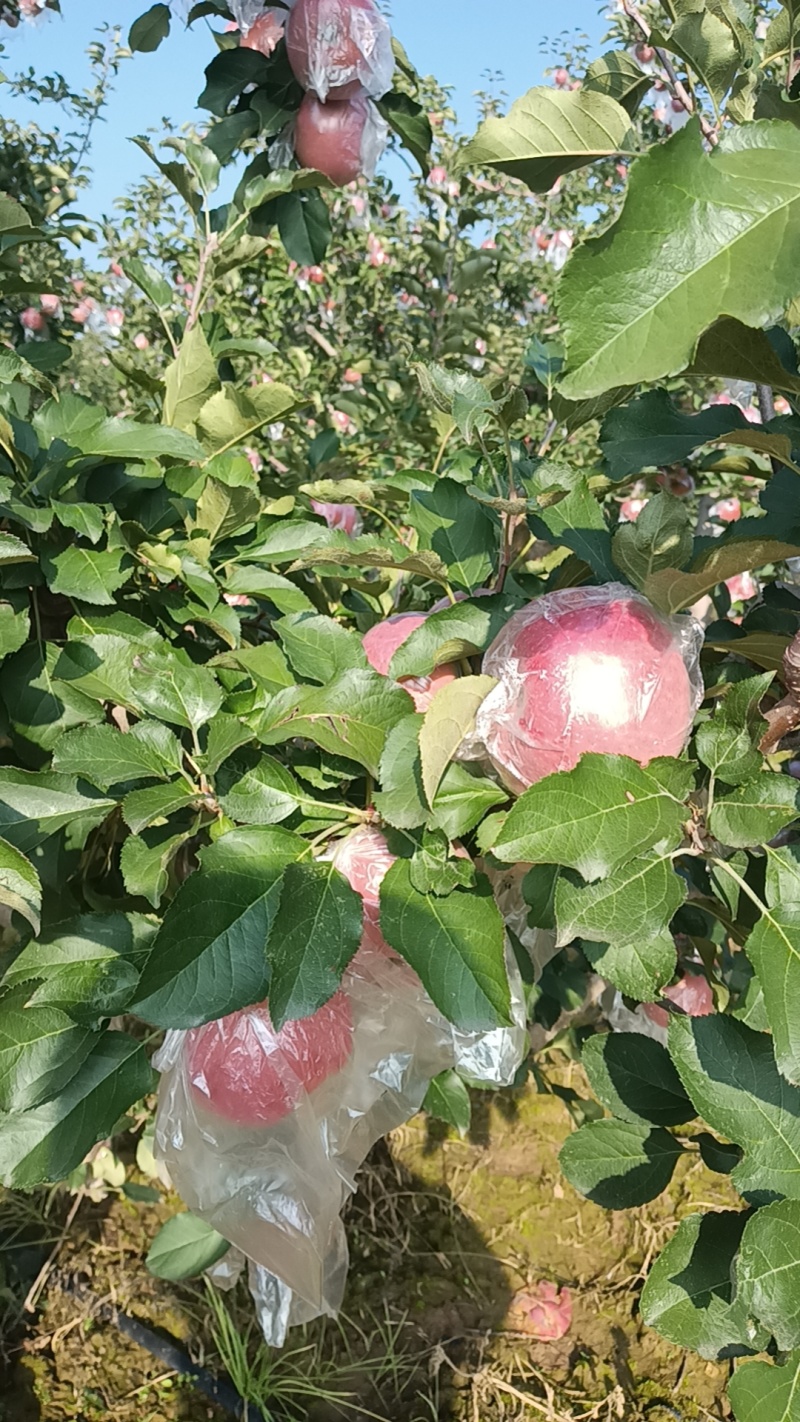 乾县梁山红富士