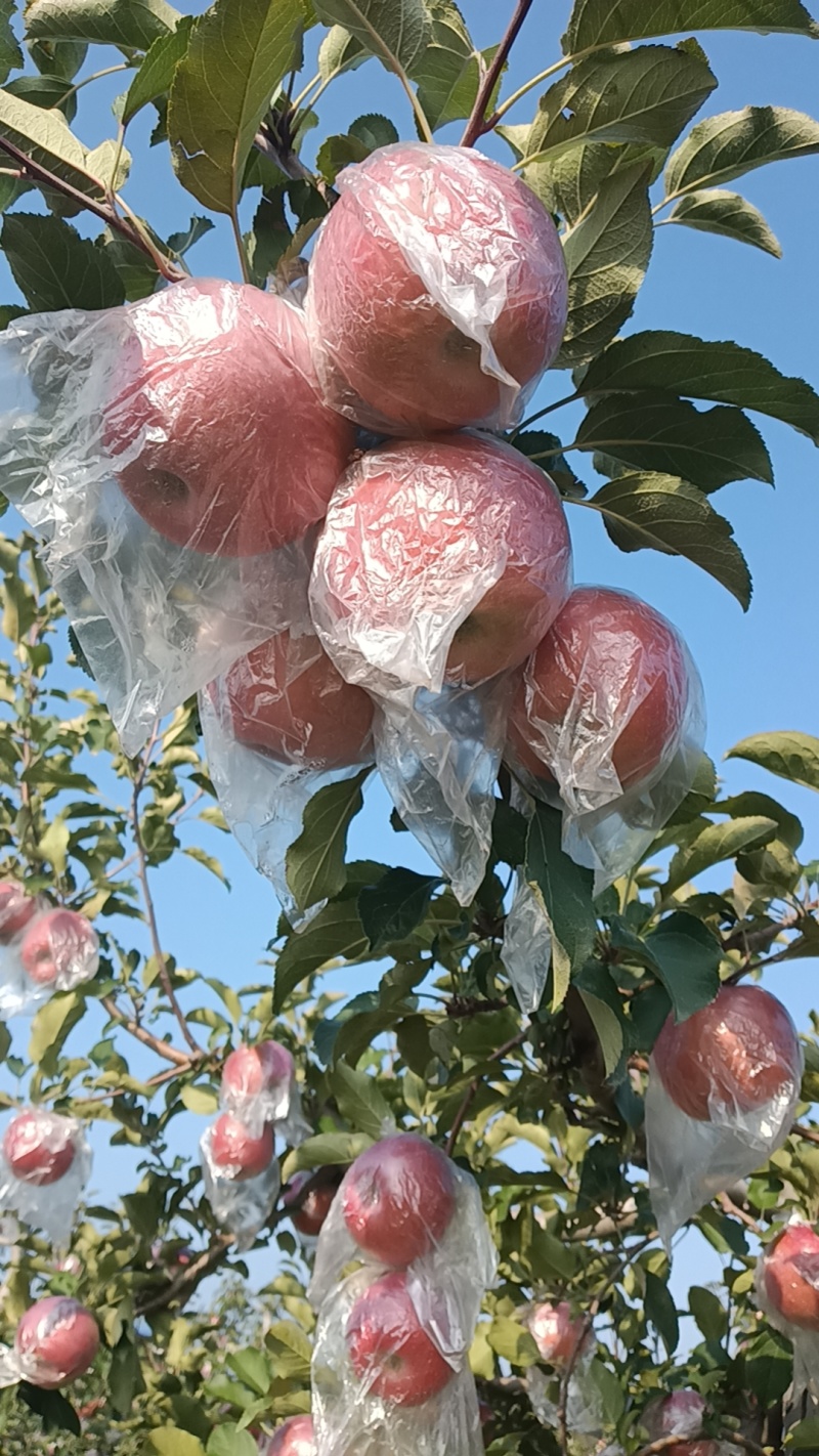 乾县梁山红富士