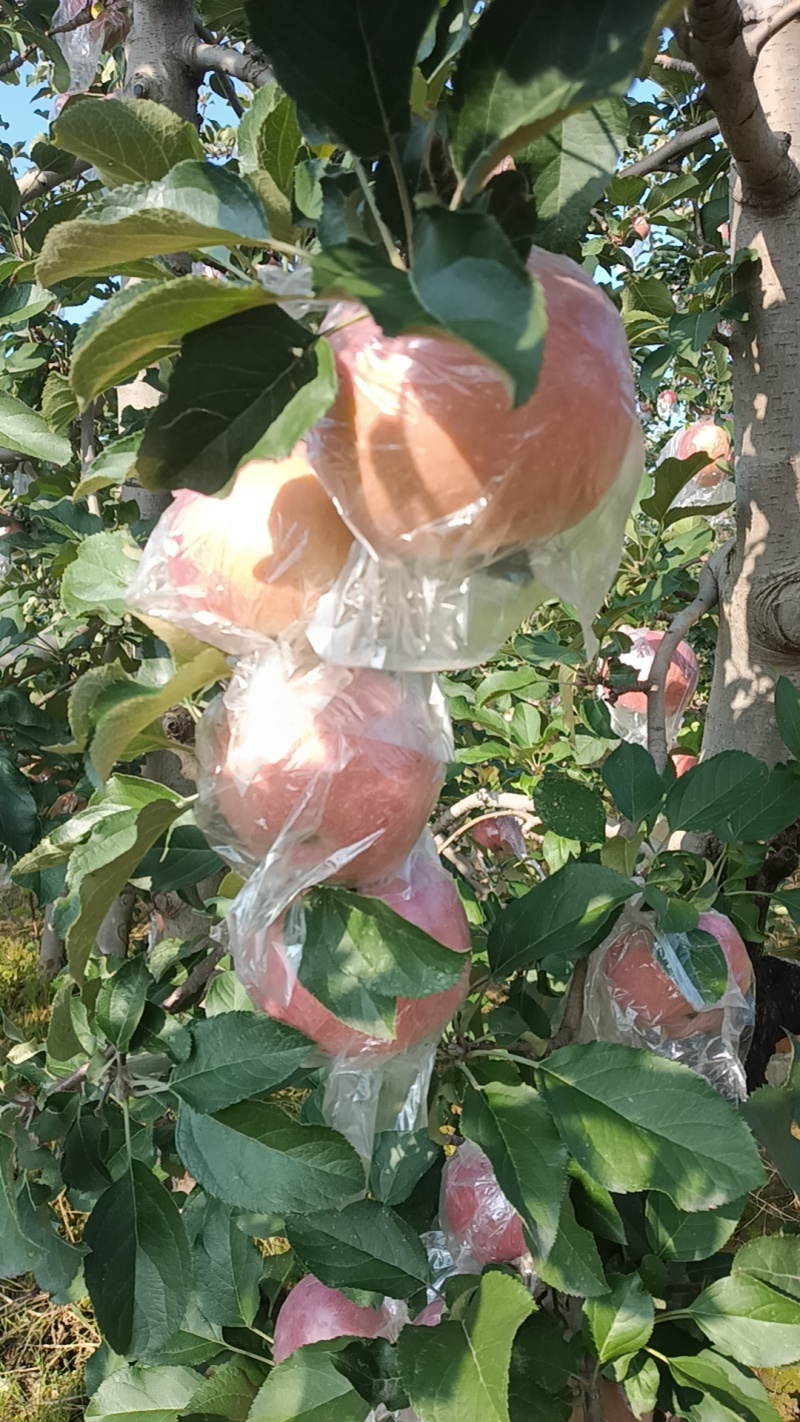 乾县梁山红富士