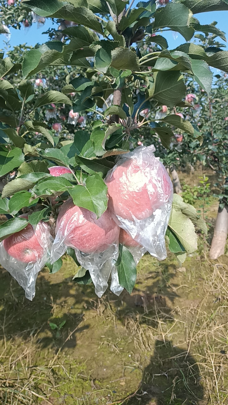 乾县梁山红富士