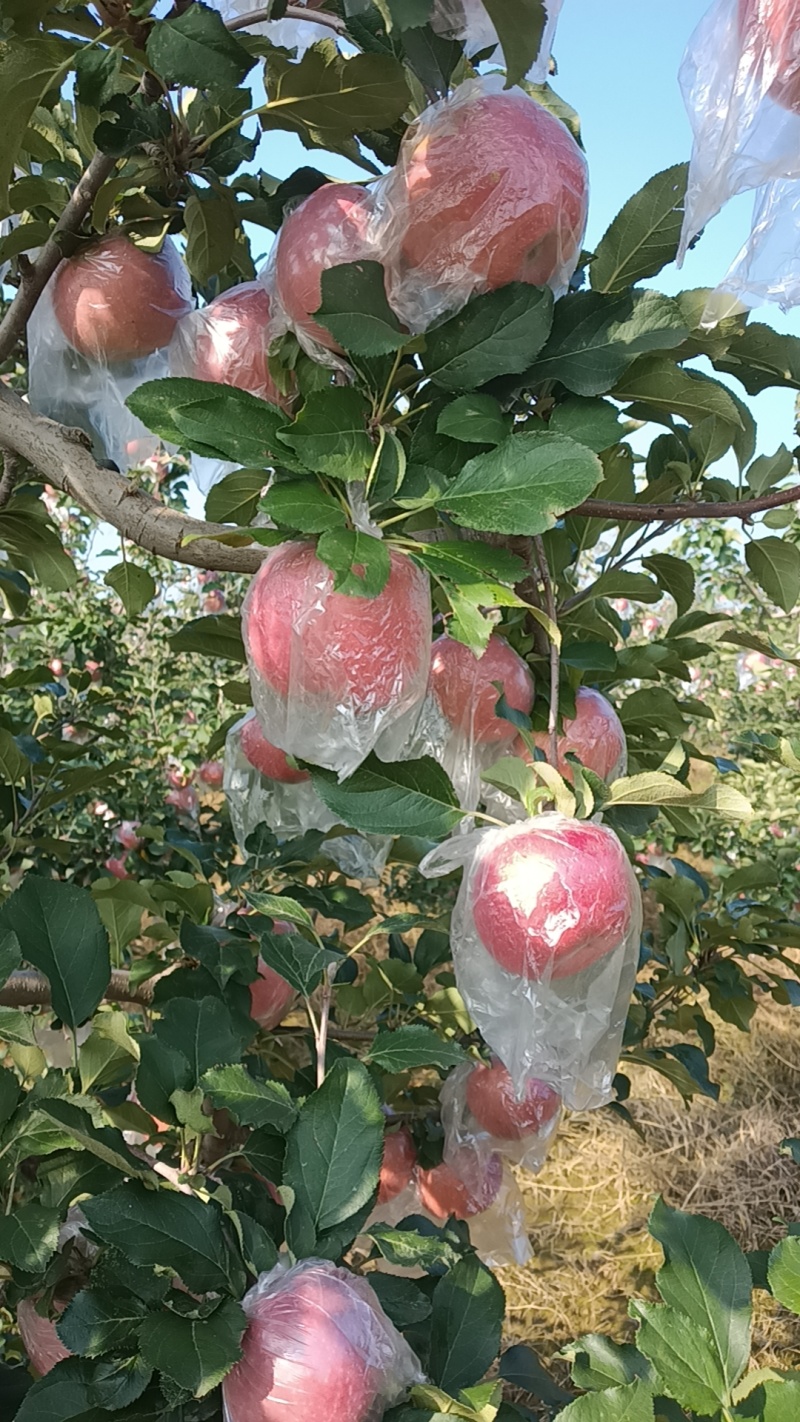 乾县梁山红富士